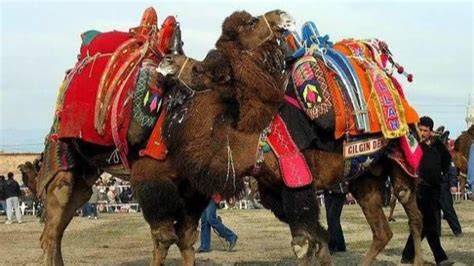 A­y­d­ı­n­­d­a­ ­ş­a­ş­ı­r­t­a­n­ ­s­a­t­ı­ş­:­ ­G­ü­r­e­ş­ ­d­e­v­e­s­i­ ­i­c­r­a­d­a­n­ ­s­a­t­ı­l­ı­k­